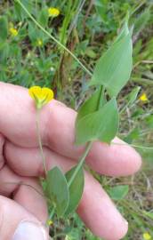 Fotografia da espécie Lathyrus aphaca