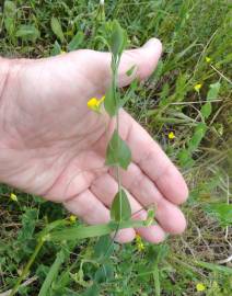 Fotografia da espécie Lathyrus aphaca