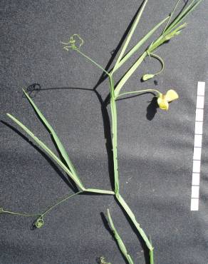 Fotografia 6 da espécie Lathyrus annuus no Jardim Botânico UTAD