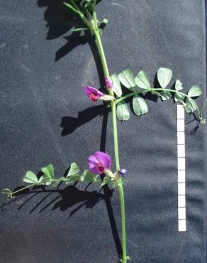 Fotografia 3 da espécie Vicia sativa subesp. sativa no Jardim Botânico UTAD