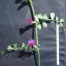 Fotografia 3 da espécie Vicia sativa subesp. sativa do Jardim Botânico UTAD