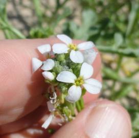 Fotografia da espécie Cakile maritima subesp. integrifolia