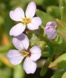 Fotografia da espécie Cakile maritima subesp. integrifolia