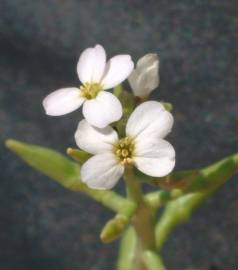 Fotografia da espécie Cakile maritima subesp. integrifolia