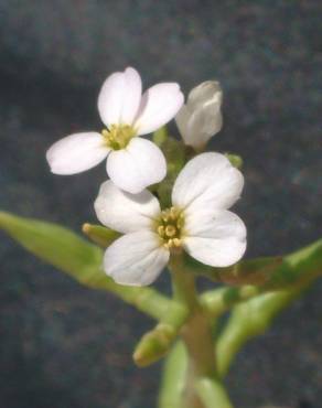 Fotografia 6 da espécie Cakile maritima subesp. integrifolia no Jardim Botânico UTAD