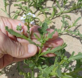 Fotografia da espécie Cakile maritima subesp. integrifolia