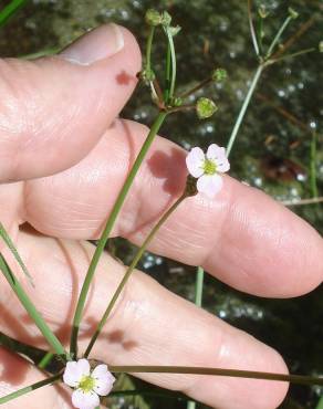 Fotografia 5 da espécie Alisma lanceolatum no Jardim Botânico UTAD