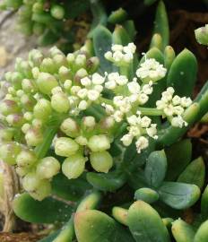 Fotografia da espécie Crithmum maritimum