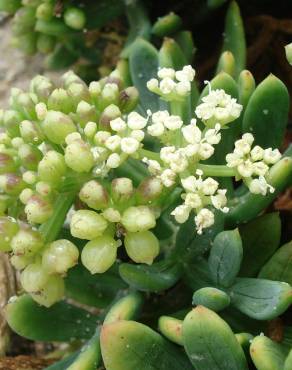 Fotografia 3 da espécie Crithmum maritimum no Jardim Botânico UTAD