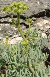 Fotografia da espécie Crithmum maritimum