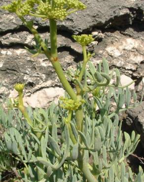 Fotografia 5 da espécie Crithmum maritimum no Jardim Botânico UTAD