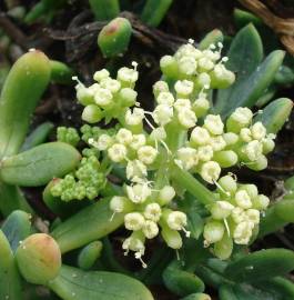 Fotografia da espécie Crithmum maritimum