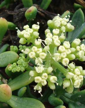 Fotografia 6 da espécie Crithmum maritimum no Jardim Botânico UTAD