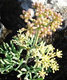 Fotografia da espécie Crithmum maritimum