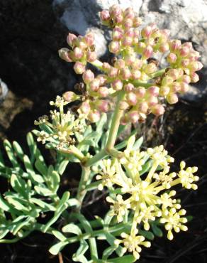 Fotografia 7 da espécie Crithmum maritimum no Jardim Botânico UTAD