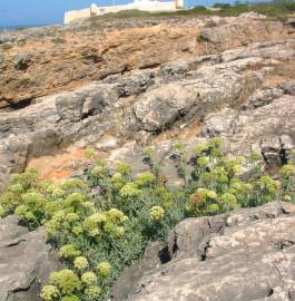 Fotografia da espécie Crithmum maritimum