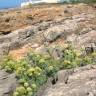 Fotografia 8 da espécie Crithmum maritimum do Jardim Botânico UTAD