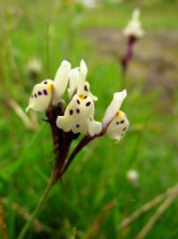 Fotografia da espécie Linaria amethystea subesp. multipunctacta