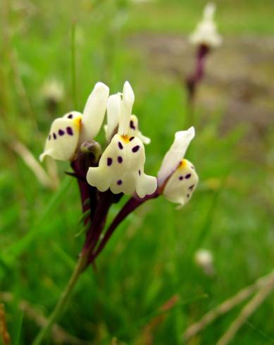 Fotografia de capa Linaria amethystea subesp. multipunctacta - do Jardim Botânico