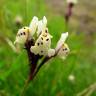 Fotografia 1 da espécie Linaria amethystea subesp. multipunctacta do Jardim Botânico UTAD