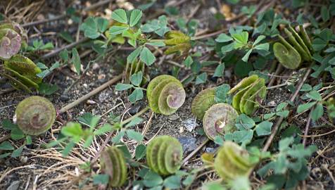 Fotografia da espécie Medicago orbicularis