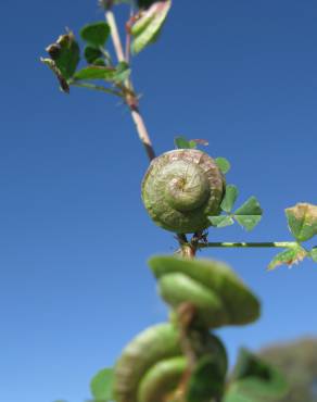 Fotografia 3 da espécie Medicago orbicularis no Jardim Botânico UTAD