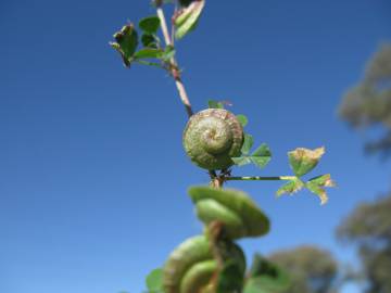 Fotografia da espécie Medicago orbicularis