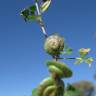 Fotografia 3 da espécie Medicago orbicularis do Jardim Botânico UTAD