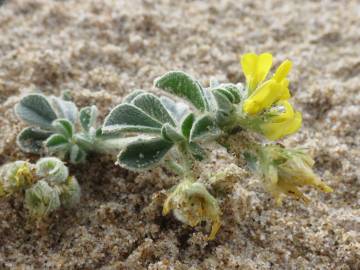 Fotografia da espécie Medicago marina