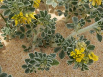 Fotografia da espécie Medicago marina