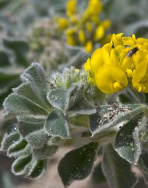 Fotografia 1 da espécie Medicago marina no Jardim Botânico UTAD