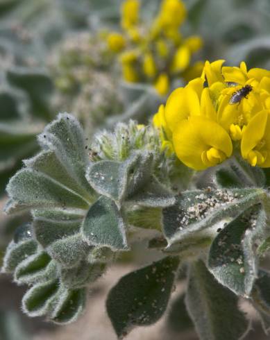 Fotografia de capa Medicago marina - do Jardim Botânico