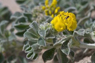 Fotografia da espécie Medicago marina