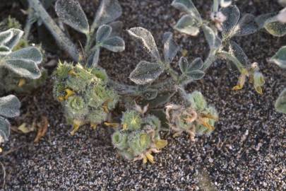 Fotografia da espécie Medicago marina