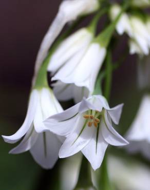 Fotografia 1 da espécie Allium triquetrum no Jardim Botânico UTAD