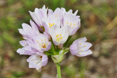 Fotografia da espécie Allium roseum var. roseum