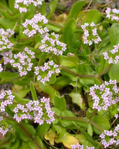 Fotografia de capa Valerianella carinata - do Jardim Botânico