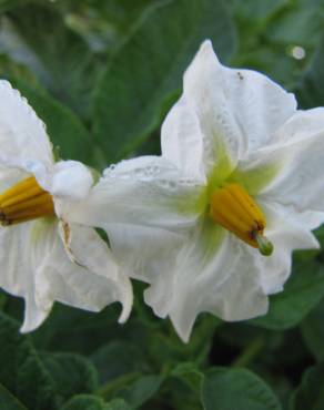 Fotografia 1 da espécie Solanum tuberosum no Jardim Botânico UTAD