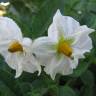 Fotografia 1 da espécie Solanum tuberosum do Jardim Botânico UTAD