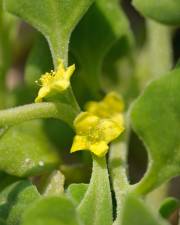 Fotografia da espécie Tetragonia tetragonoides