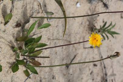 Fotografia da espécie Aetheorhiza bulbosa subesp. bulbosa