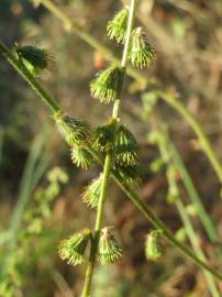 Fotografia da espécie Agrimonia eupatoria subesp. eupatoria