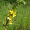 Fotografia 3 da espécie Agrimonia eupatoria subesp. eupatoria do Jardim Botânico UTAD