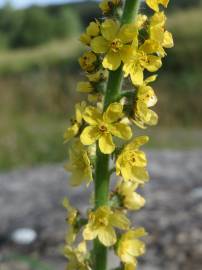 Fotografia da espécie Agrimonia eupatoria subesp. eupatoria