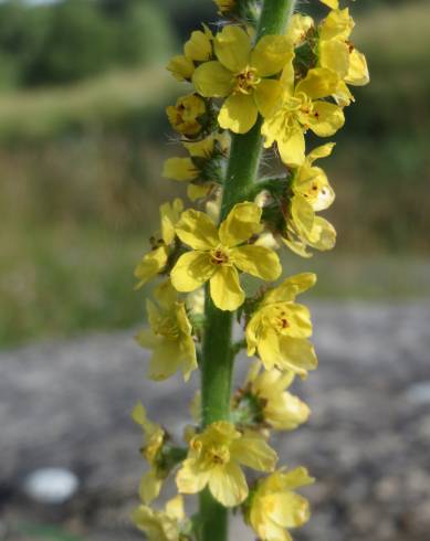 Fotografia de capa Agrimonia eupatoria subesp. eupatoria - do Jardim Botânico