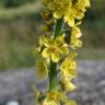 Fotografia 1 da espécie Agrimonia eupatoria subesp. eupatoria do Jardim Botânico UTAD