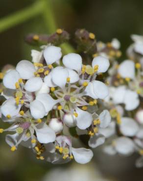 Fotografia 3 da espécie Lepidium latifolium no Jardim Botânico UTAD