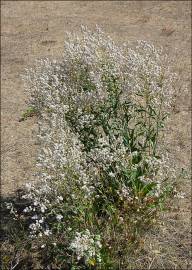 Fotografia da espécie Lepidium latifolium