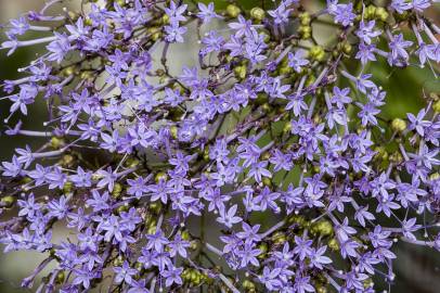 Fotografia da espécie Trachelium caeruleum subesp. caeruleum