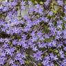 Fotografia 1 da espécie Trachelium caeruleum subesp. caeruleum do Jardim Botânico UTAD